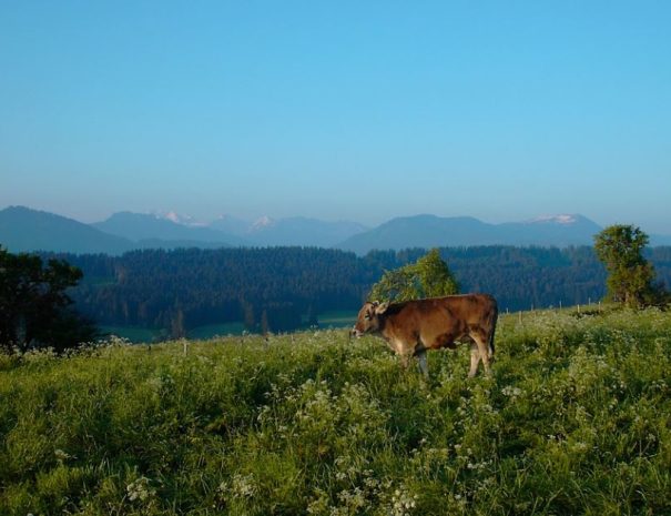 mountainscow